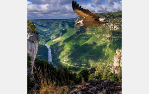 Séjour Rando et Ornitho dans les Gorges du Tarn